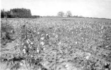 A North Carolina cotton field in December